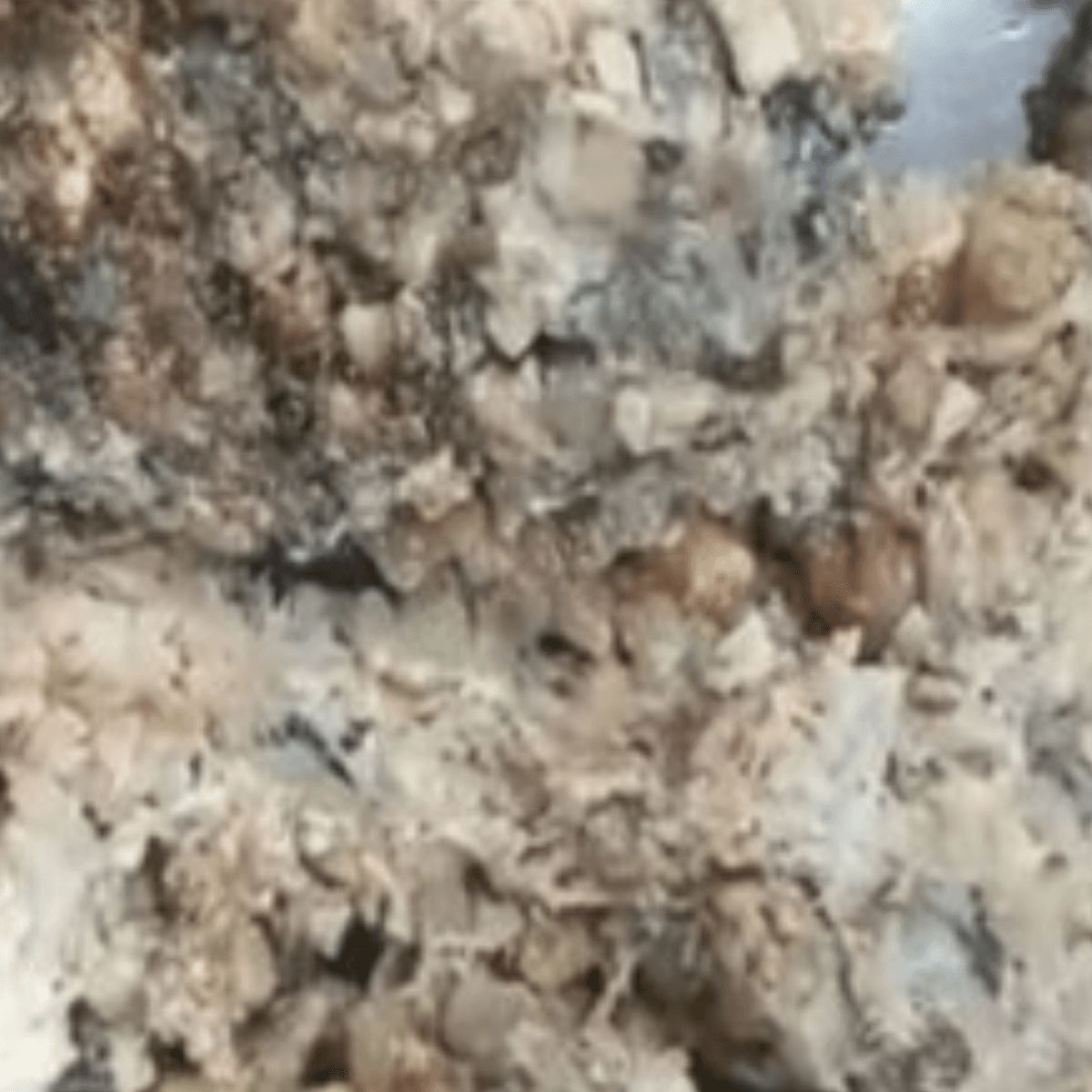 Mazari Asafoetida - image 2