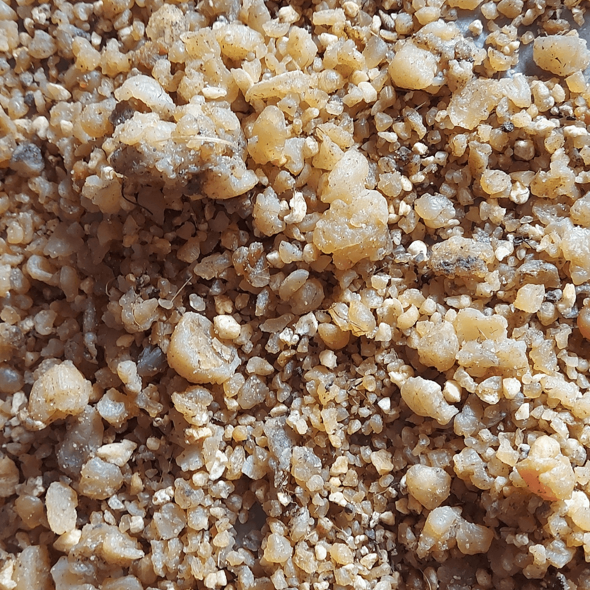 Pinexir Asafoetida - image 2
