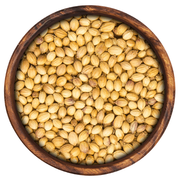 Coriander